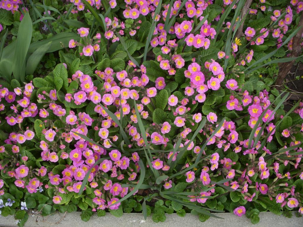 Garden Szivarvany Utcai Vendeghaz Szeged Room photo